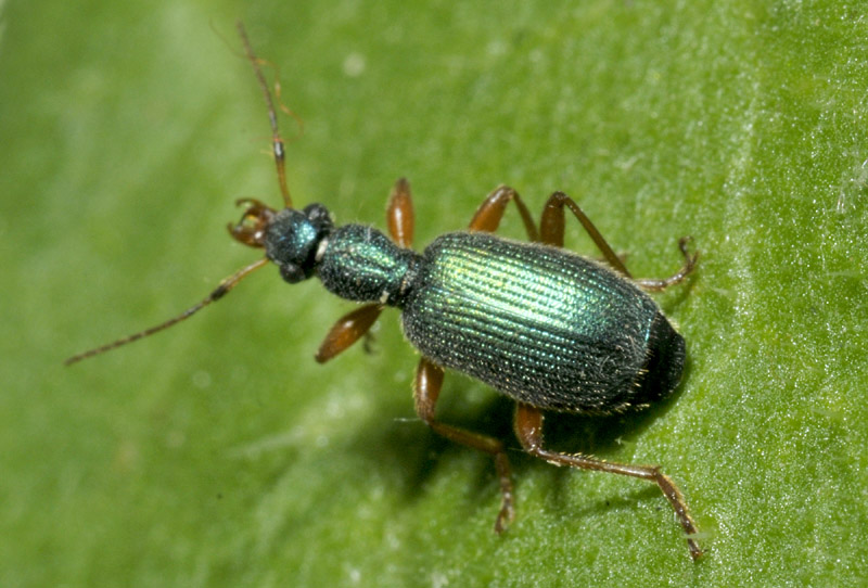 Carabidae: Drypta dentata